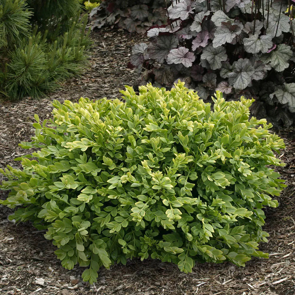 18" Green Velvet Boxwood - 🌲