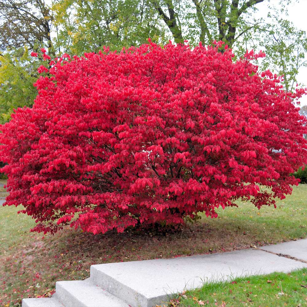 24" Burning Bush - š²