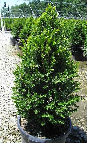 Green Mountain Boxwood - 🌲