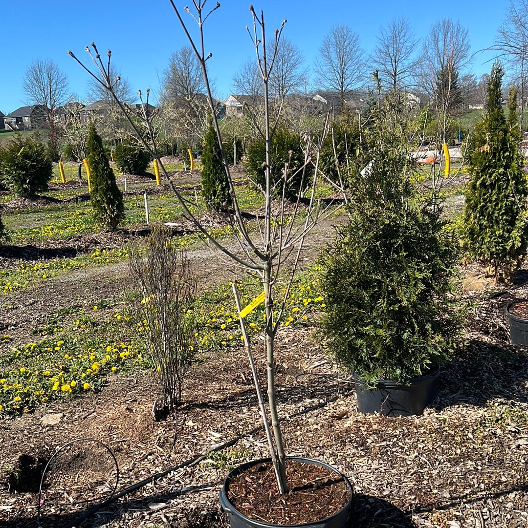1” Starlight Dogwood - 🌲