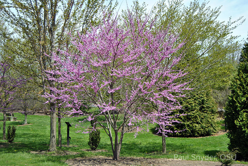 Standard Redbud - 🌲