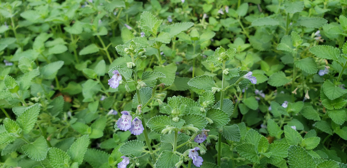 Neptea “Walkers Low” - cat mint