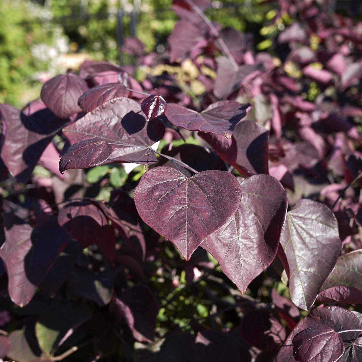 Forest Pansy Redbud - π²