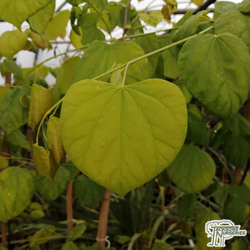 1.75ā Hearts of Gold Redbud - š²