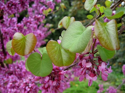 Standard Redbud - 🌲