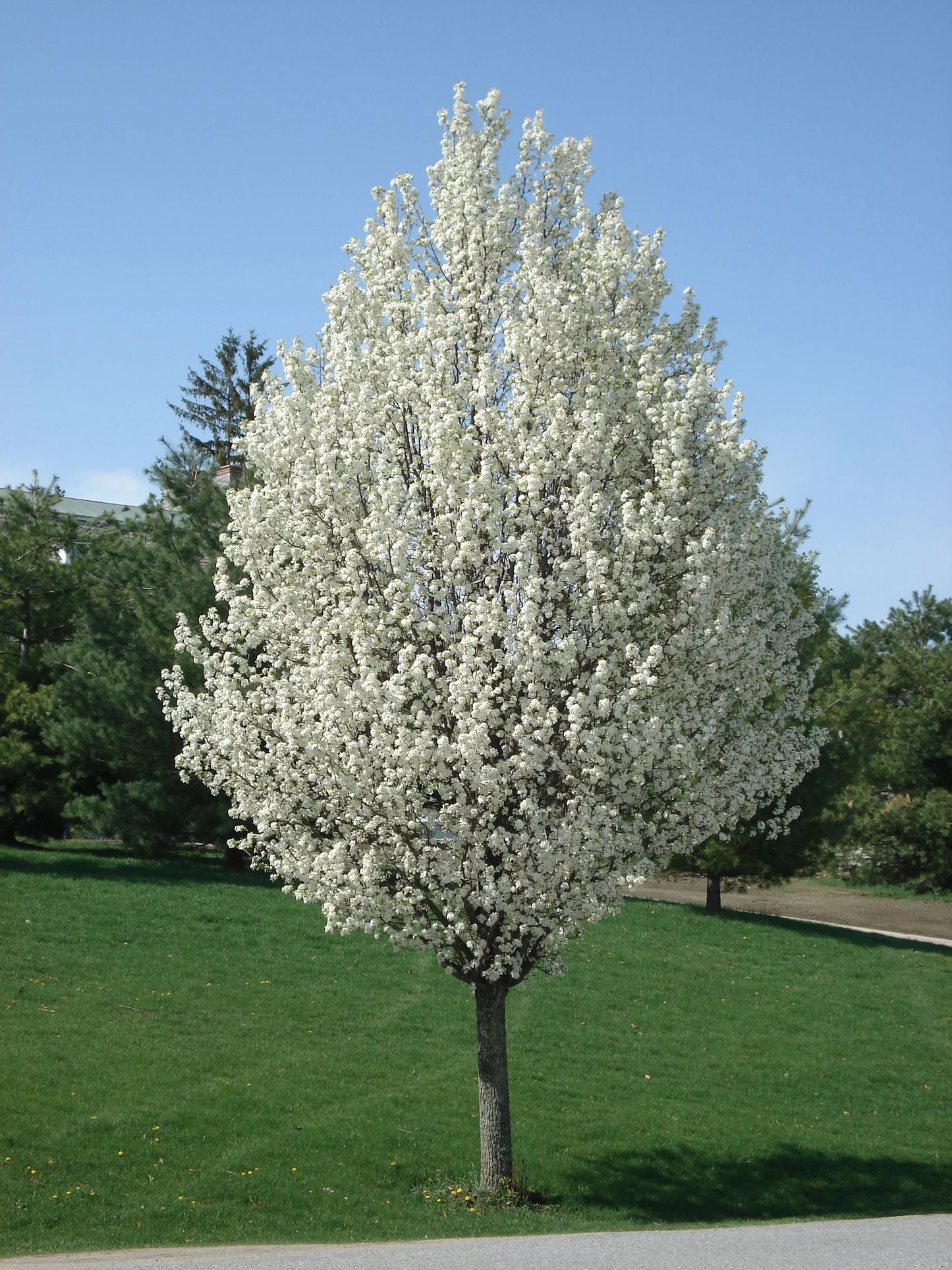 Chanticleer Pear -🌲