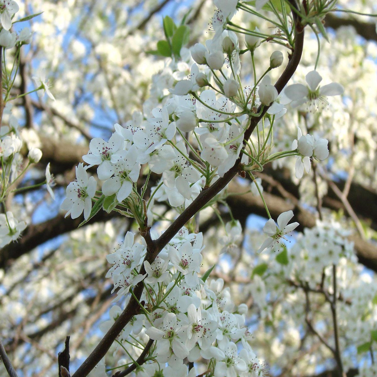 1” Pear Tree - 🌲