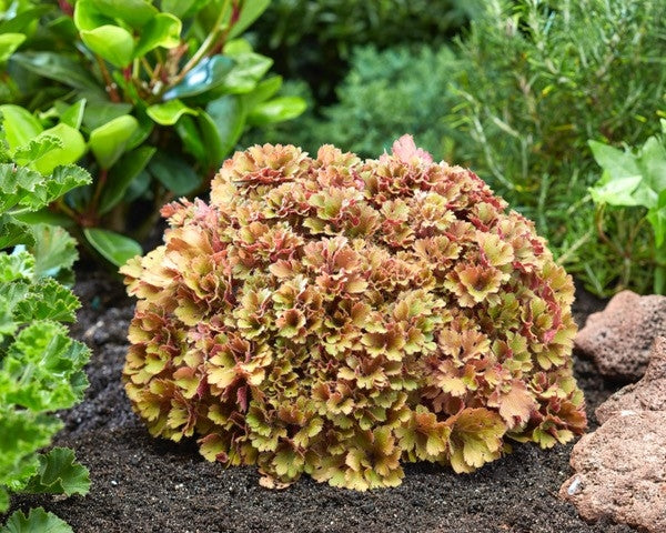 Coral Bells- caramel