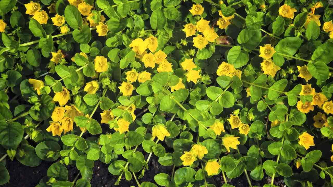 Musician n. ‘Goldii’- Creeping Jenny - 🌲
