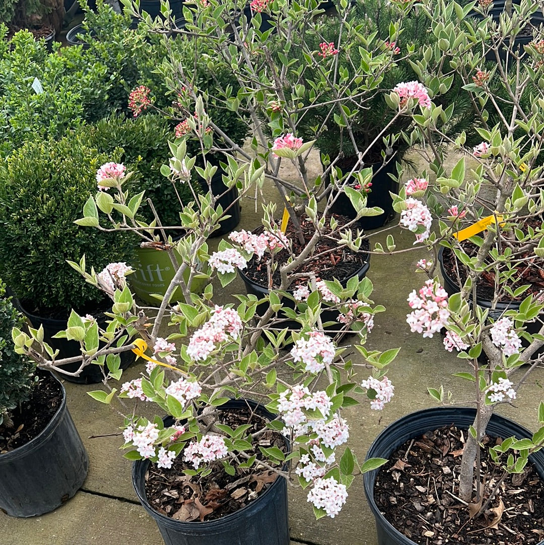 Viburnum (flowering) - mixed varieties - pink/white/red - š²