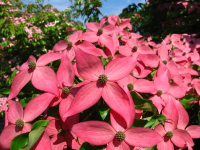 Scarlet Fire Dogwood
