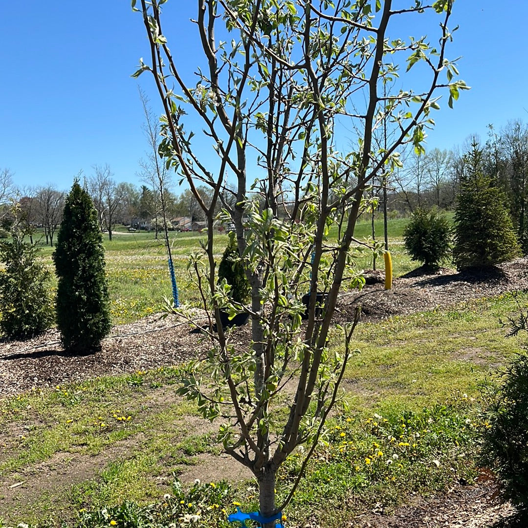 Pear Tree - 🌲
