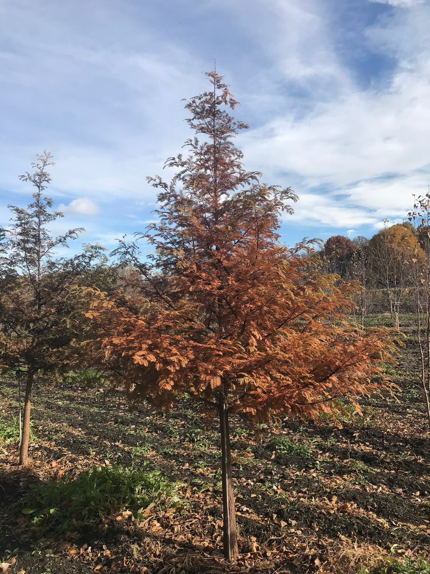 Dawn Redwood