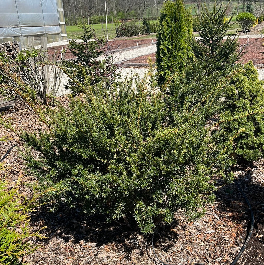 30" Japanese Yew