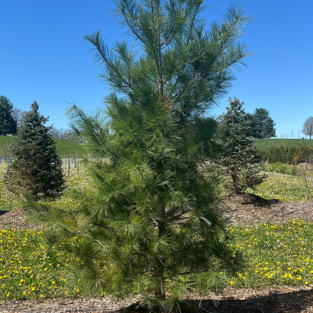 9’ White pine - 🌲