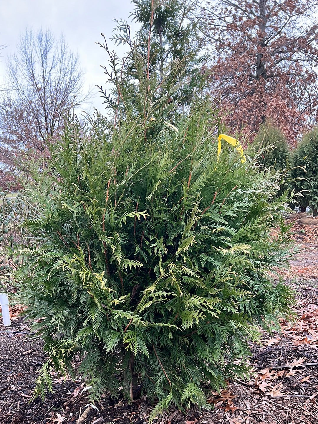 5ā Green Giant - Yellow Tape 12/2023 - š²