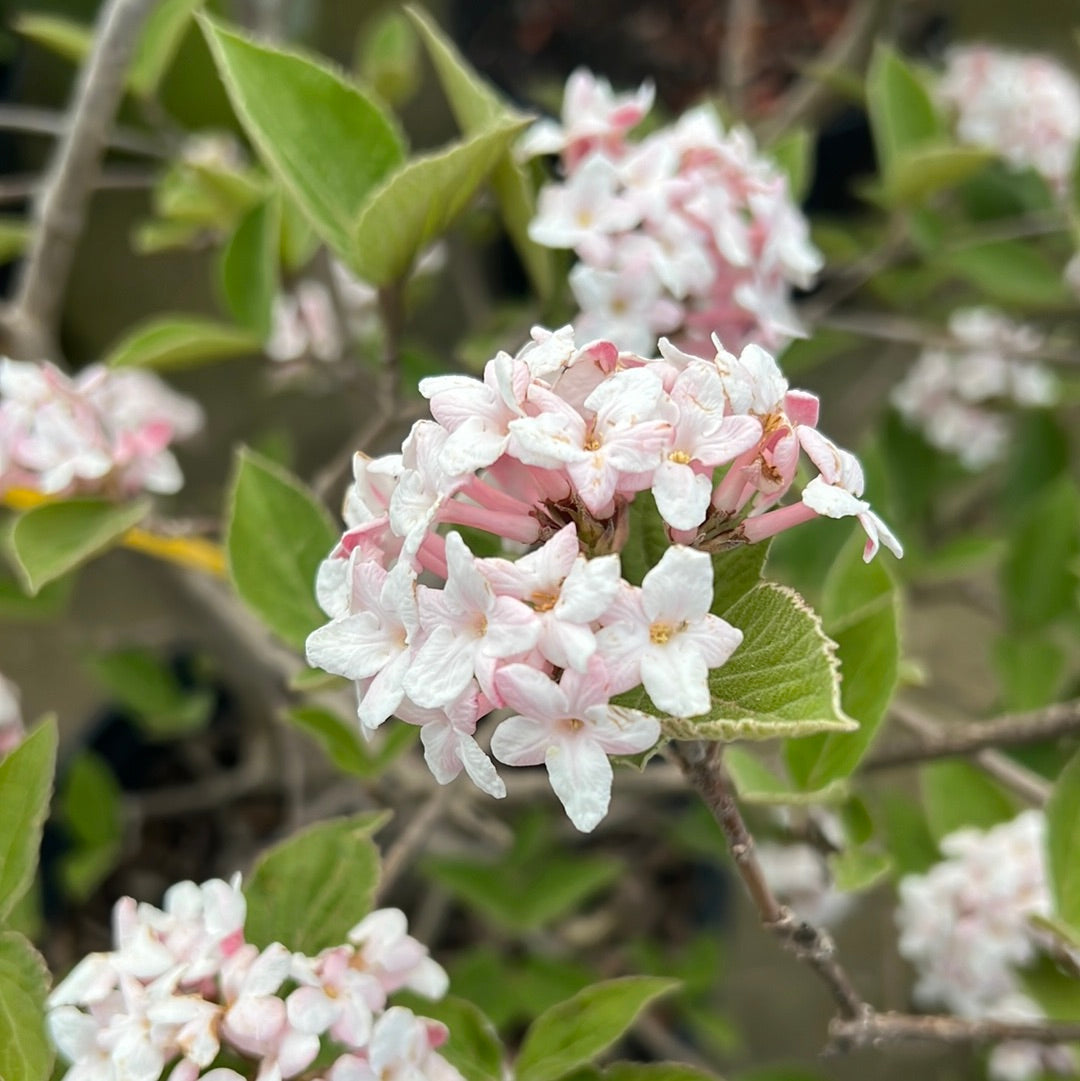 Viburnum (flowering) - mixed varieties - pink/white/red - š²