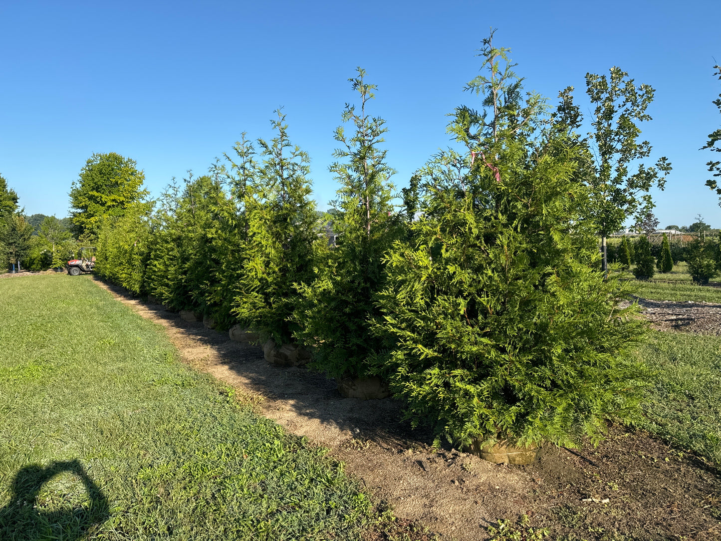 10’ Green Giant - 🌲