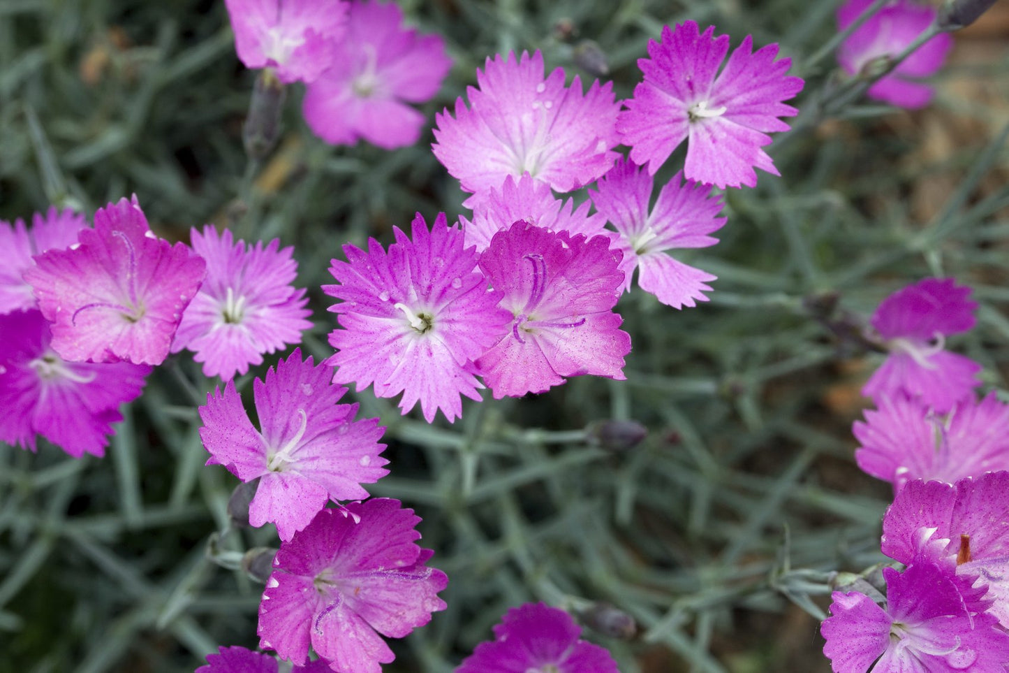 Dianthus- Firewitch