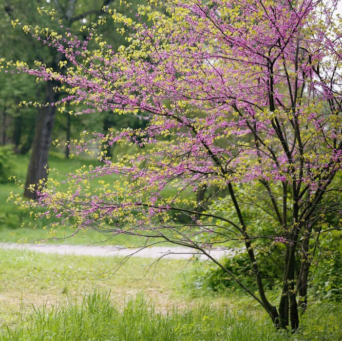 Standard Redbud - 🌲