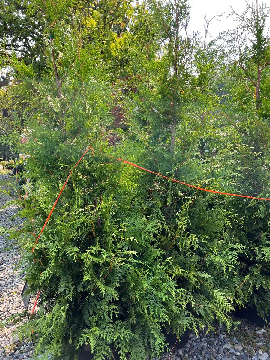 Tiny Tower Arborvitae -š²