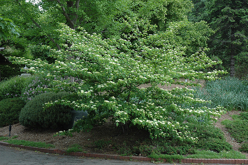 1.5” Pagoda Dogwood - 🌲