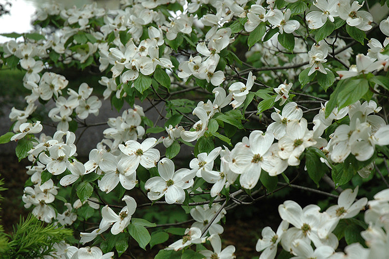 Cherokee Princess Dogwood