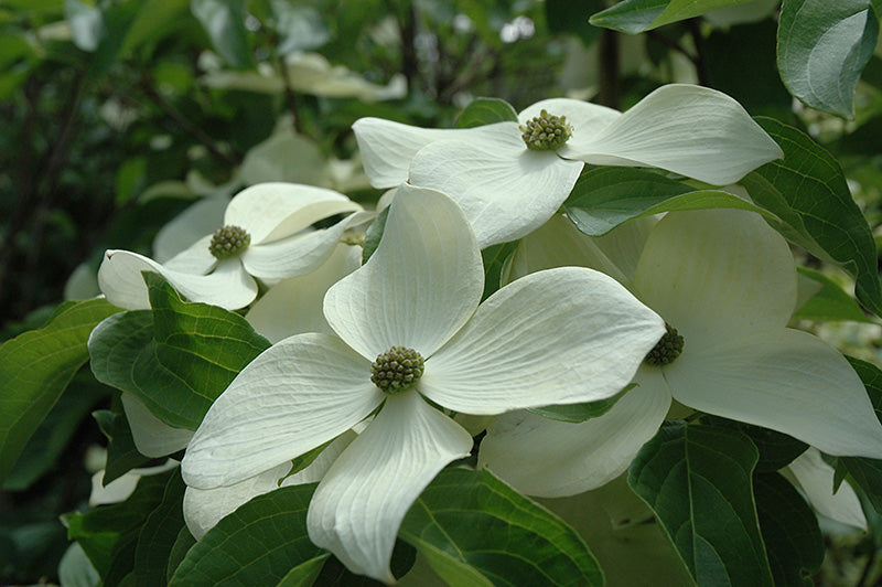 1” Starlight Dogwood - 🌲