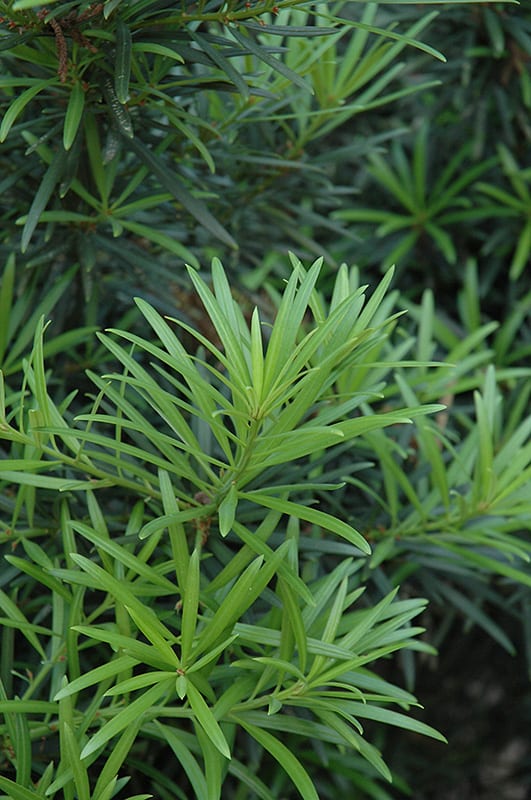 30" Japanese Yew
