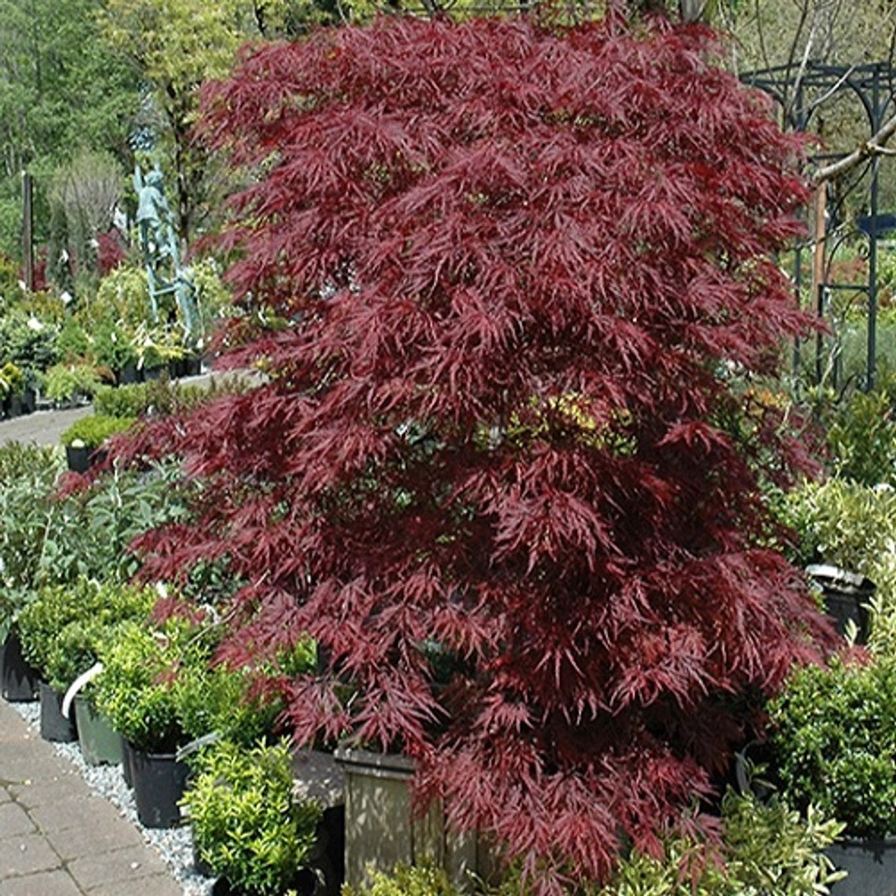 Acer Red Dragon Japanese Maple