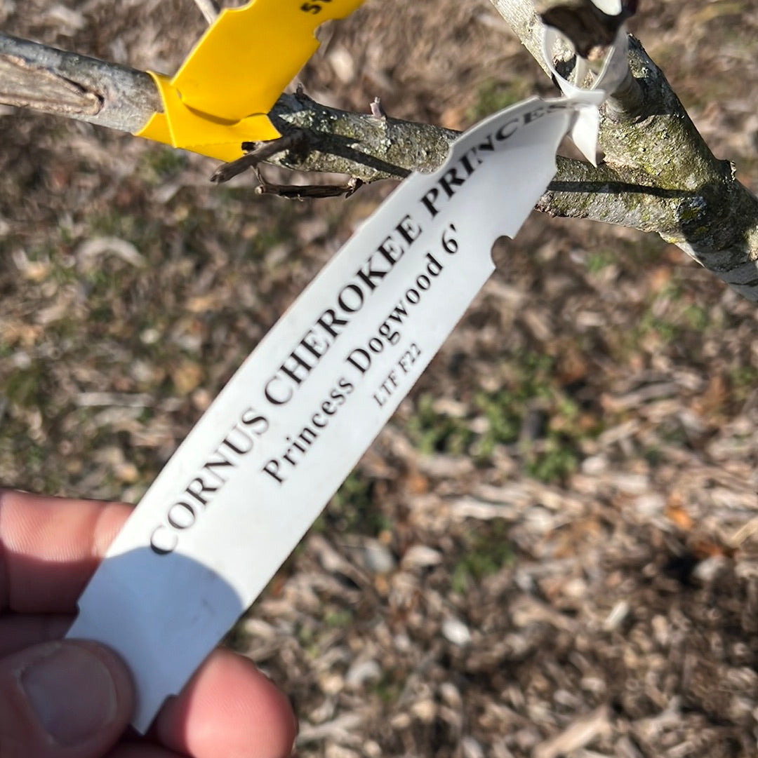 Cherokee Princess Dogwood