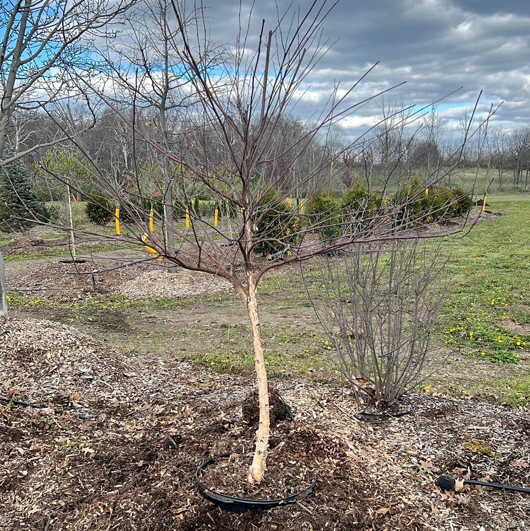 Riverbirch- Single Stem