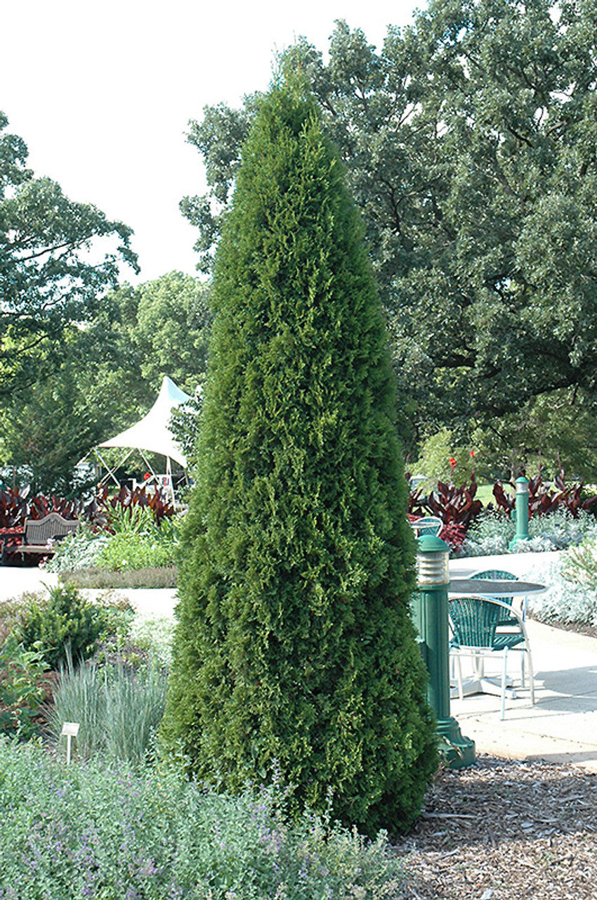 6’ Emerald Green Arborvitae 2.0 12/2023