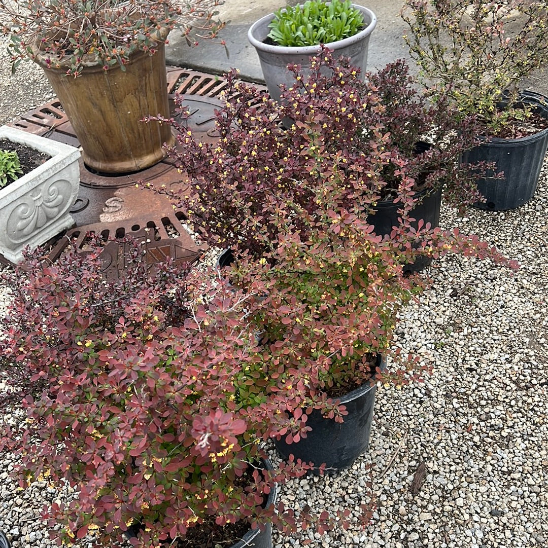 Barberry- Mixed Varities (red/orange)
