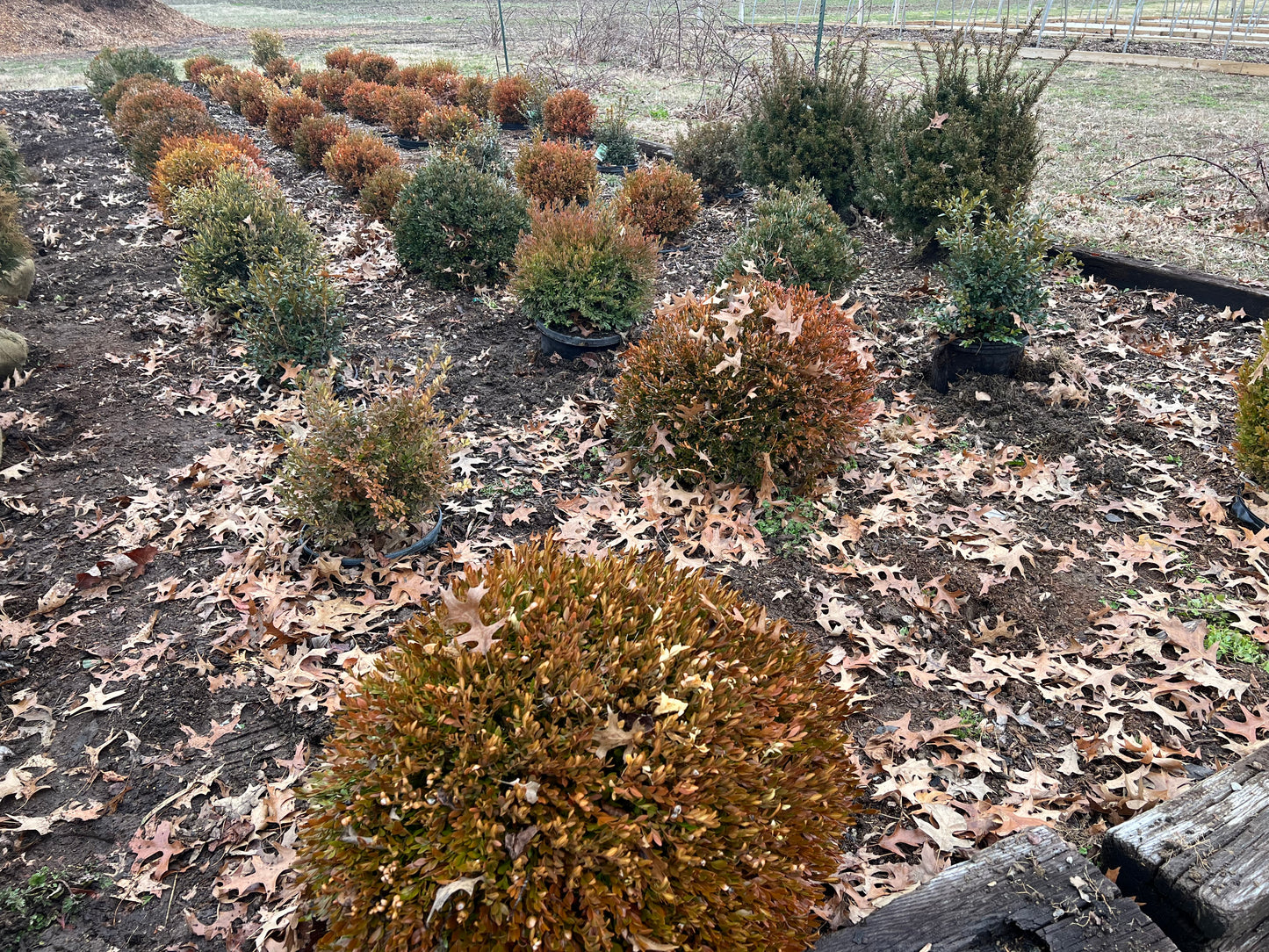 Mixed Boxwoods
