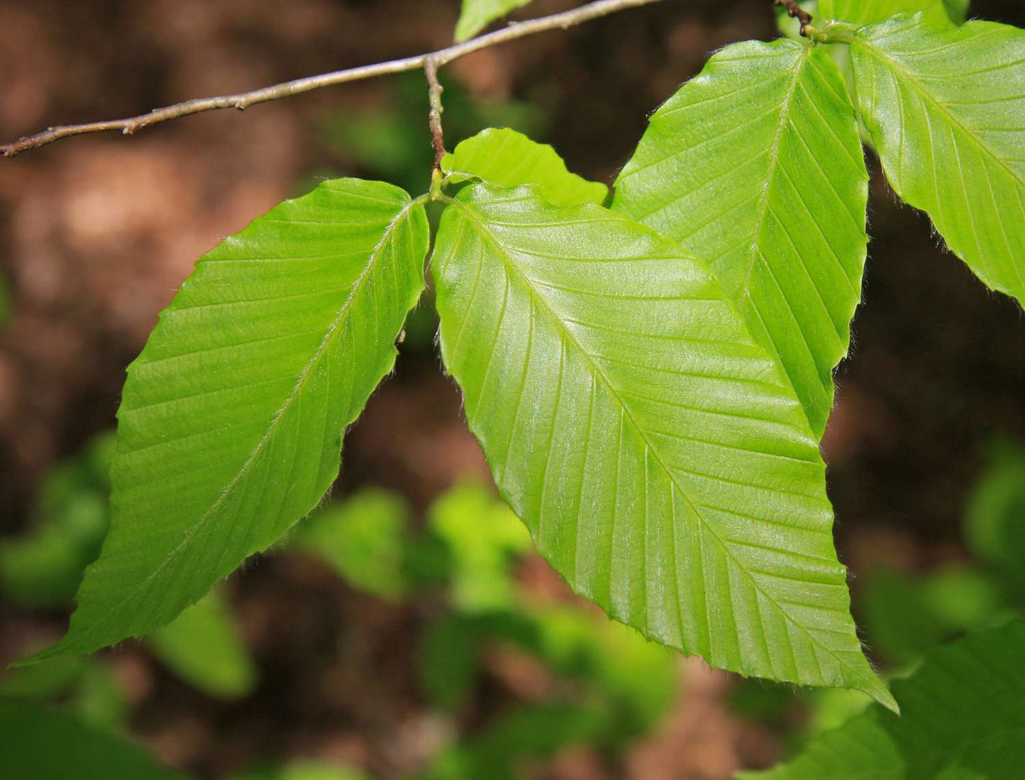 1.0" American Beech Tree - 🌲