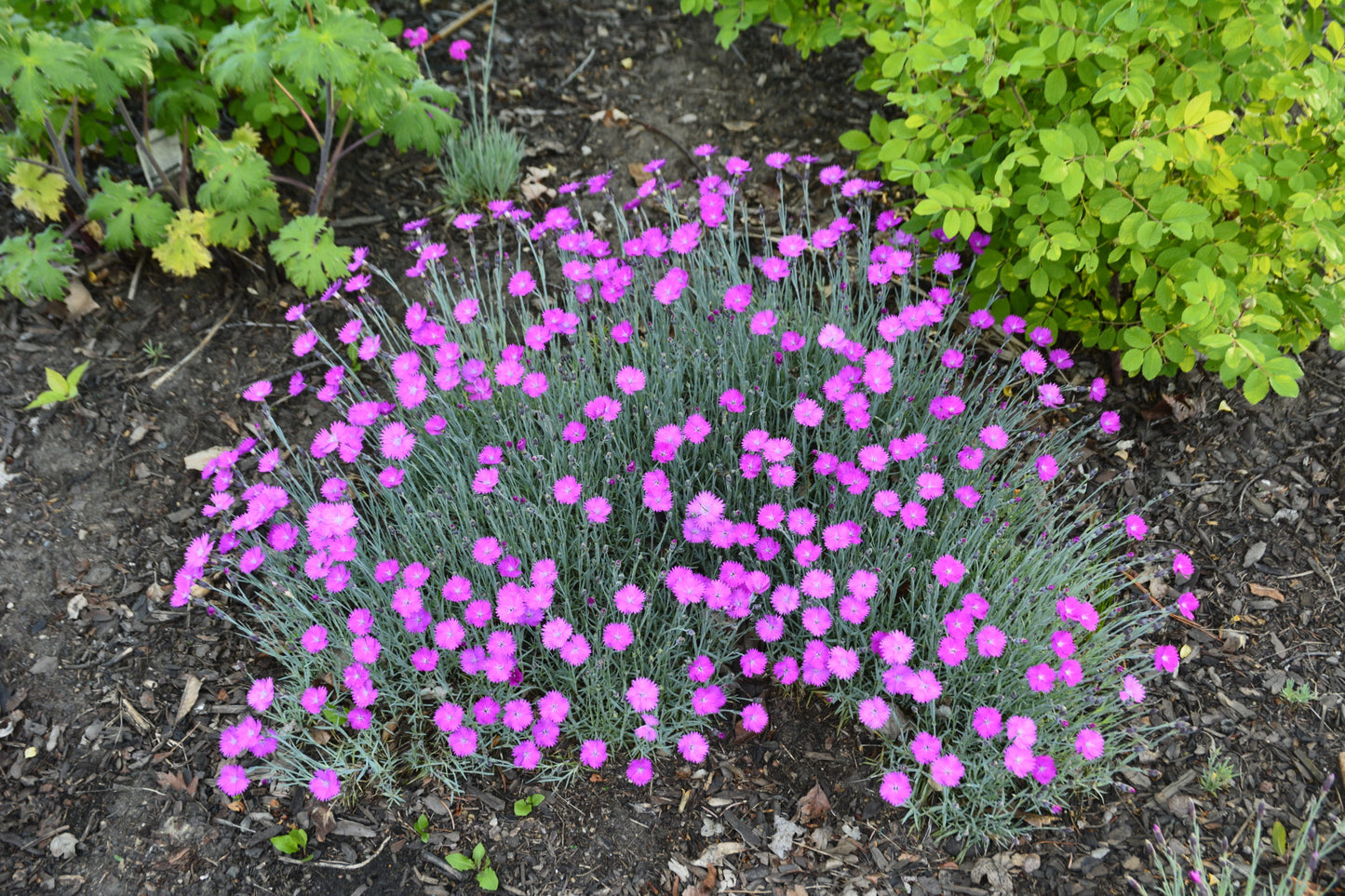 Dianthus- Firewitch
