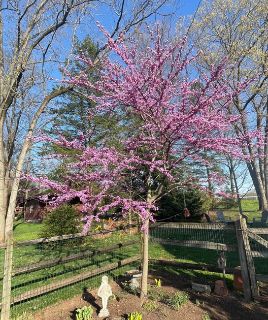 Park Grade Forest Pansy Redbud