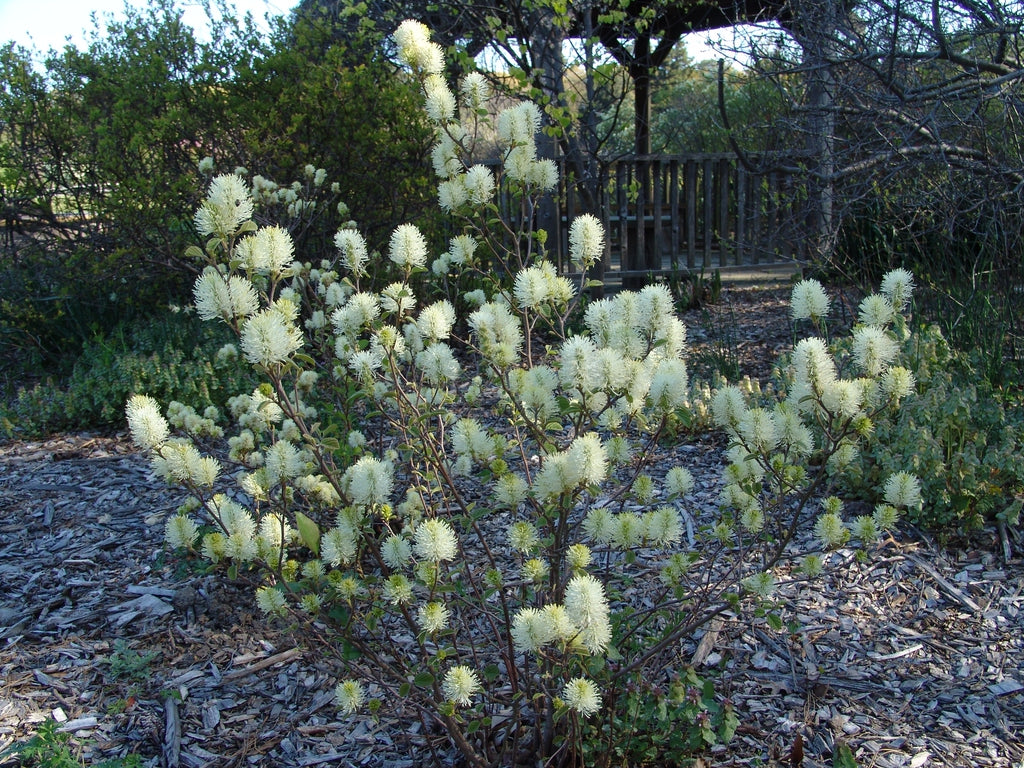 Mt. Airy Forgithia