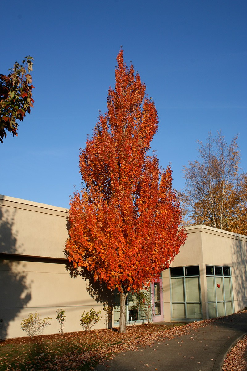 Armstrong Maple - 🌲
