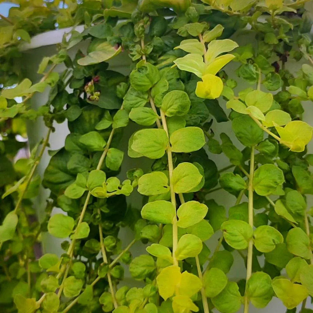Musician n. ‘Goldii’- Creeping Jenny - 🌲