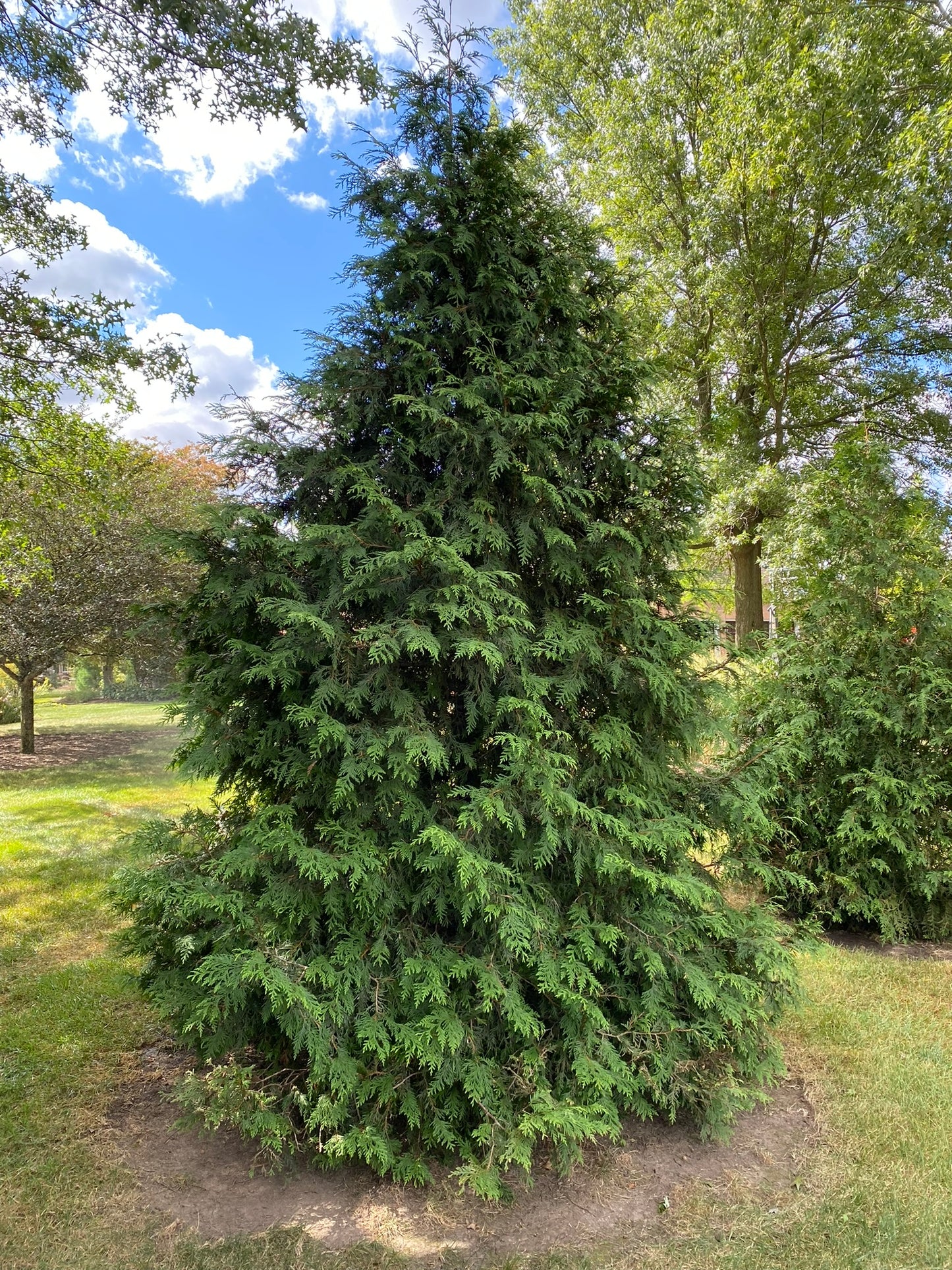 Green Giant - 🌲