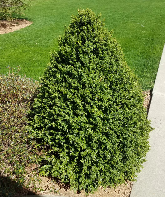 Green Velvet Boxwood - Pyramidal