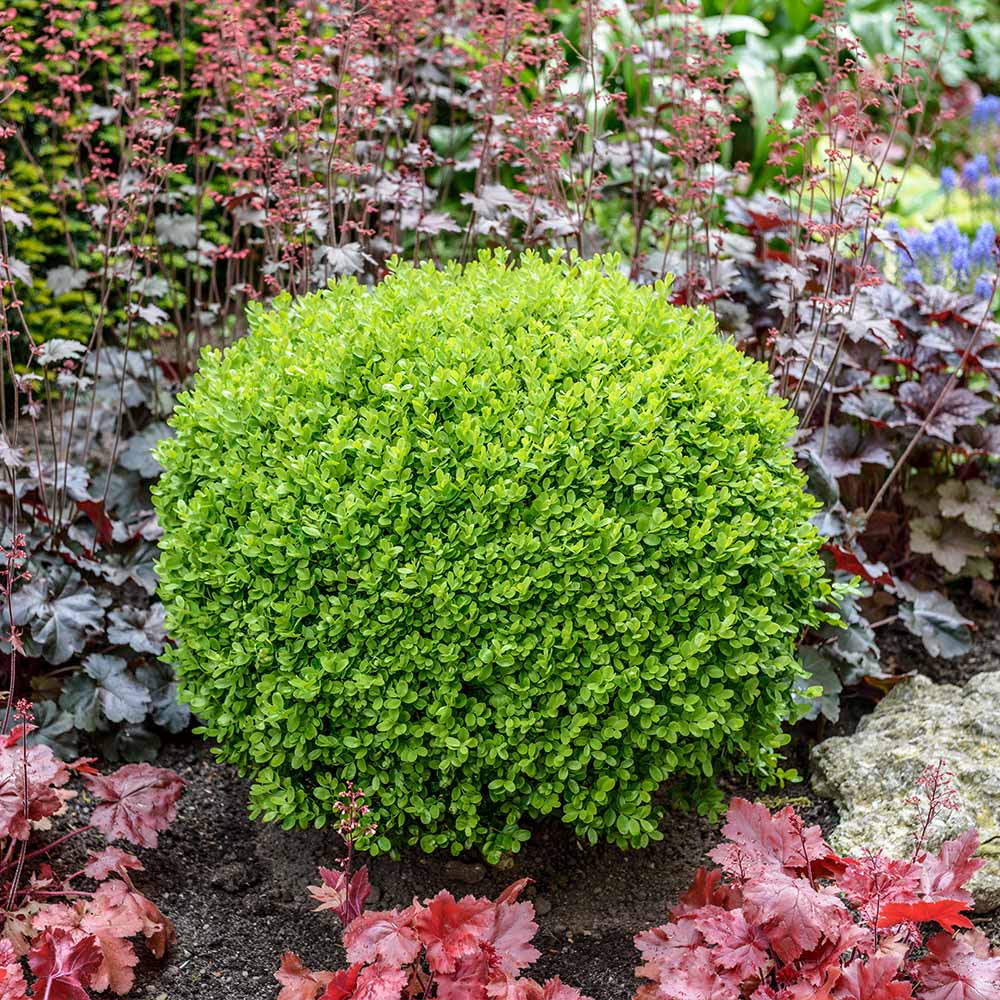 Green Velvet Boxwood - 🌲