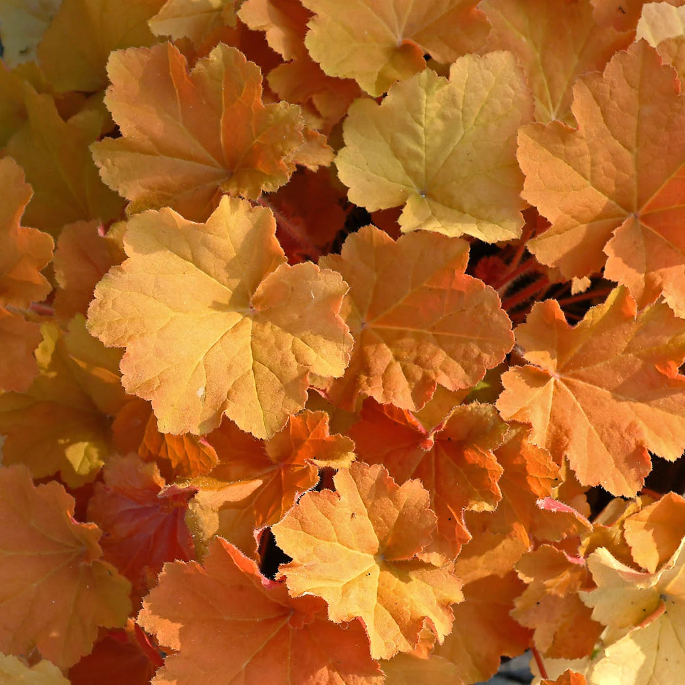 Coral Bells- caramel