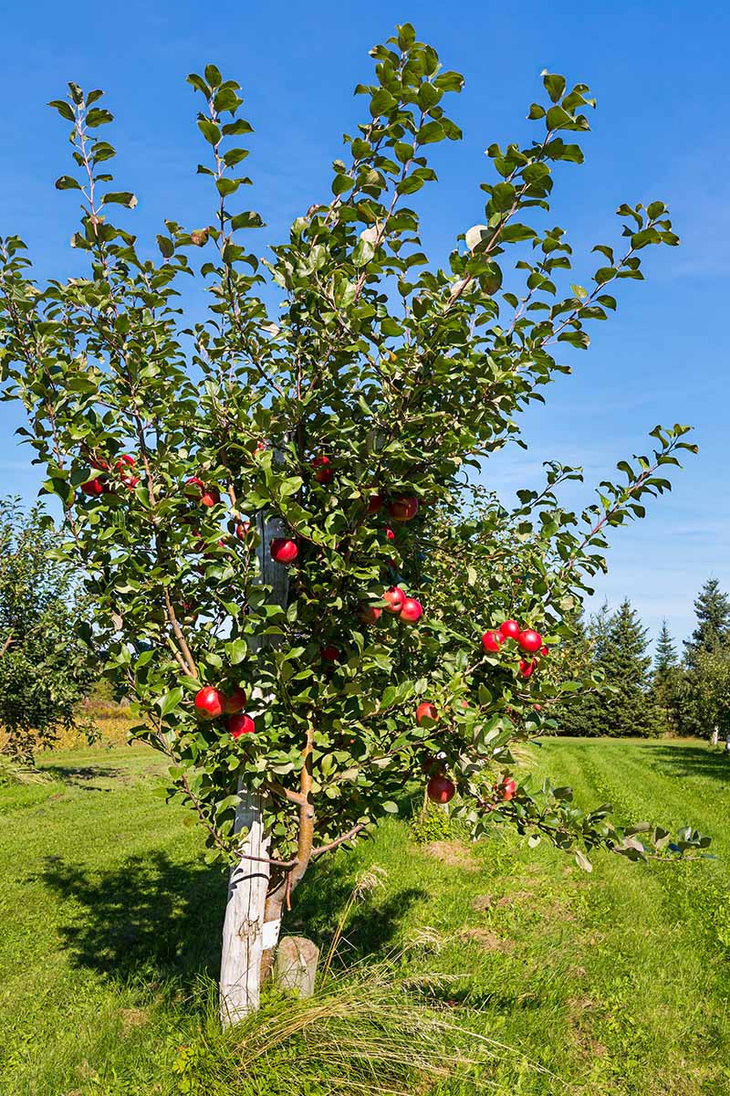HoneyCrisp Apple Tree