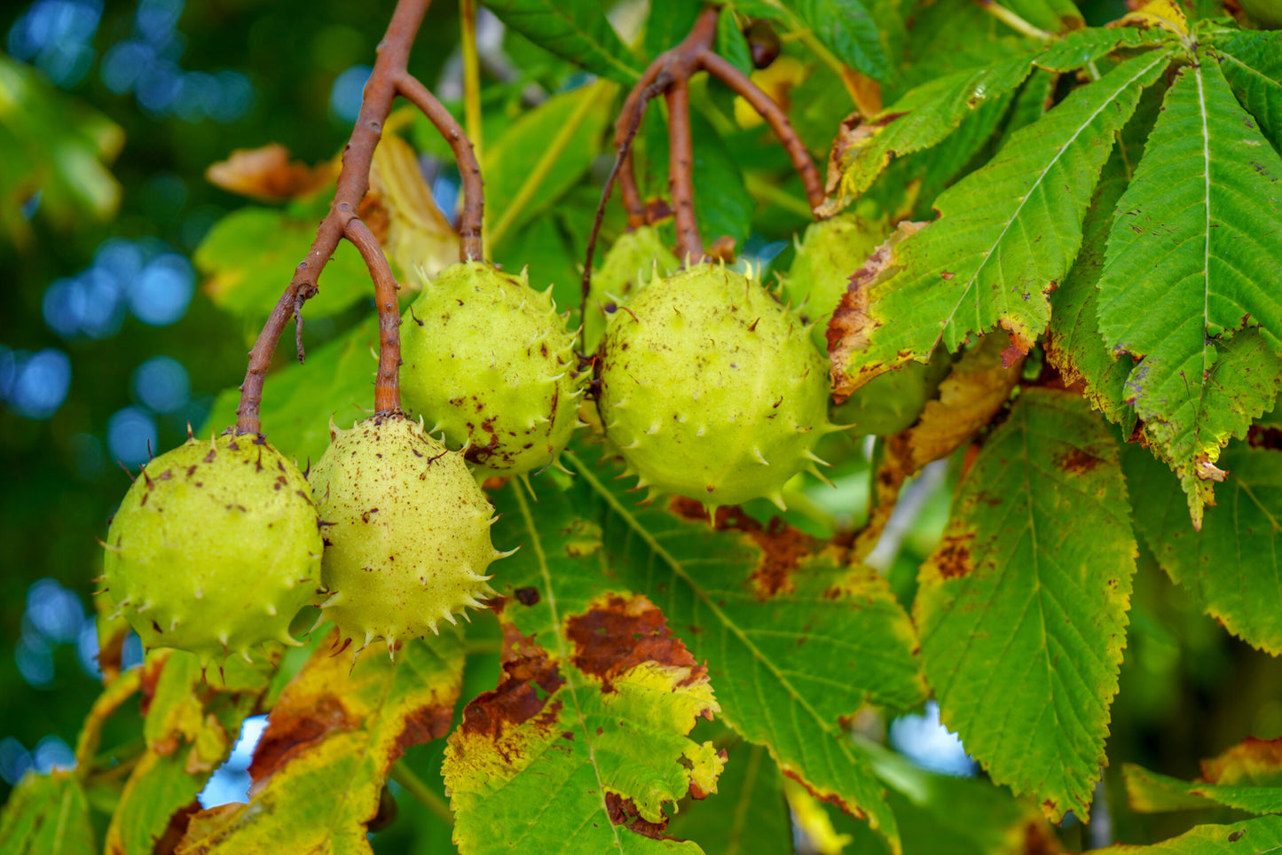 2.0” Horse Chestnut Tree - 🌲