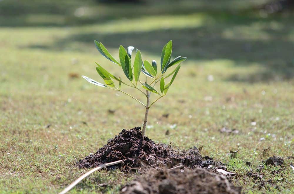 Sapling