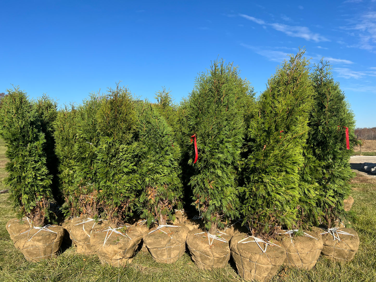 8’ Dark Green Arborvitae 12/2023