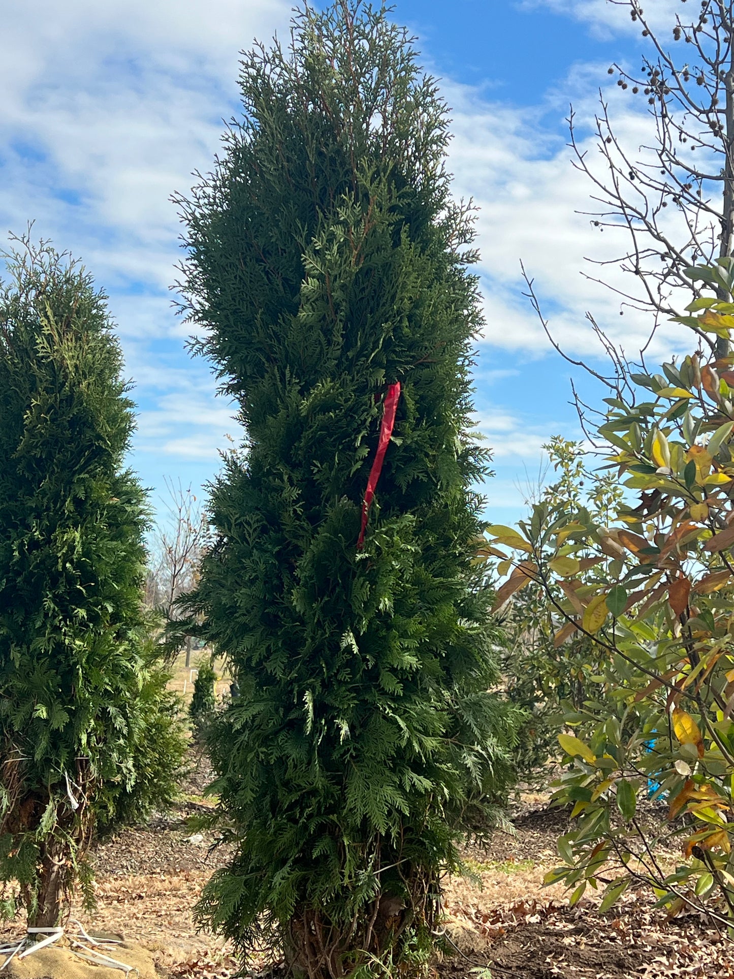 8’ Dark Green Arborvitae 12/2023